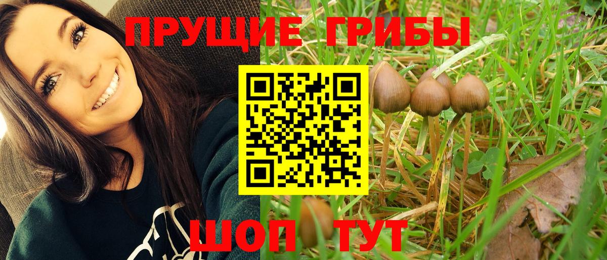 Псилоцибиновые грибы GOLDEN TEACHER Серпухов